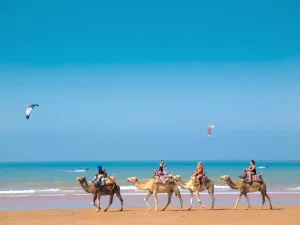 Camels on the beach with riders enjoying a scenic view of the ocean and sandy shores under a clear blue sky trip in Morocco